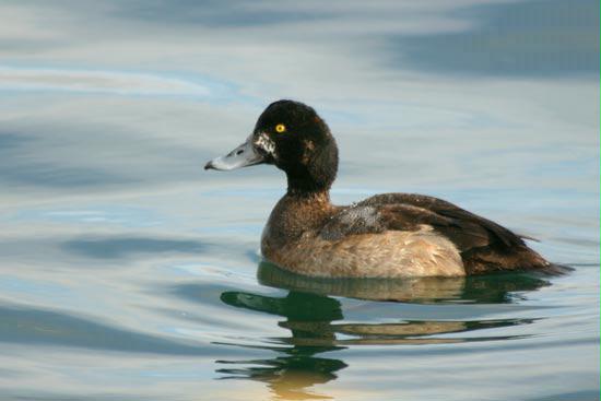 Greater Scaup, Hokkaido, Japan